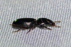 Clivina