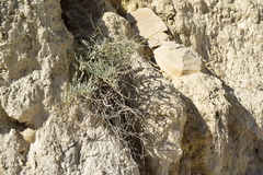 Matthiola daghestanica