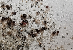 Dermanyssus gallinae