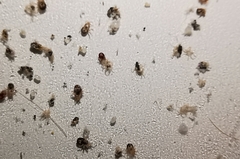 Dermanyssus gallinae