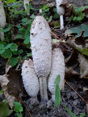 Coprinus comatus