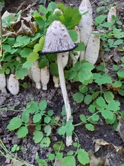 Coprinus comatus