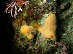 Dragmacidon mexicanum