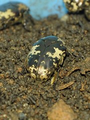 Protaetia aurichalcea