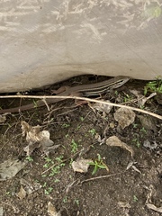 Aspidoscelis motaguae