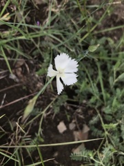 Dianthus fragrans