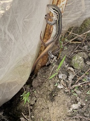 Aspidoscelis motaguae