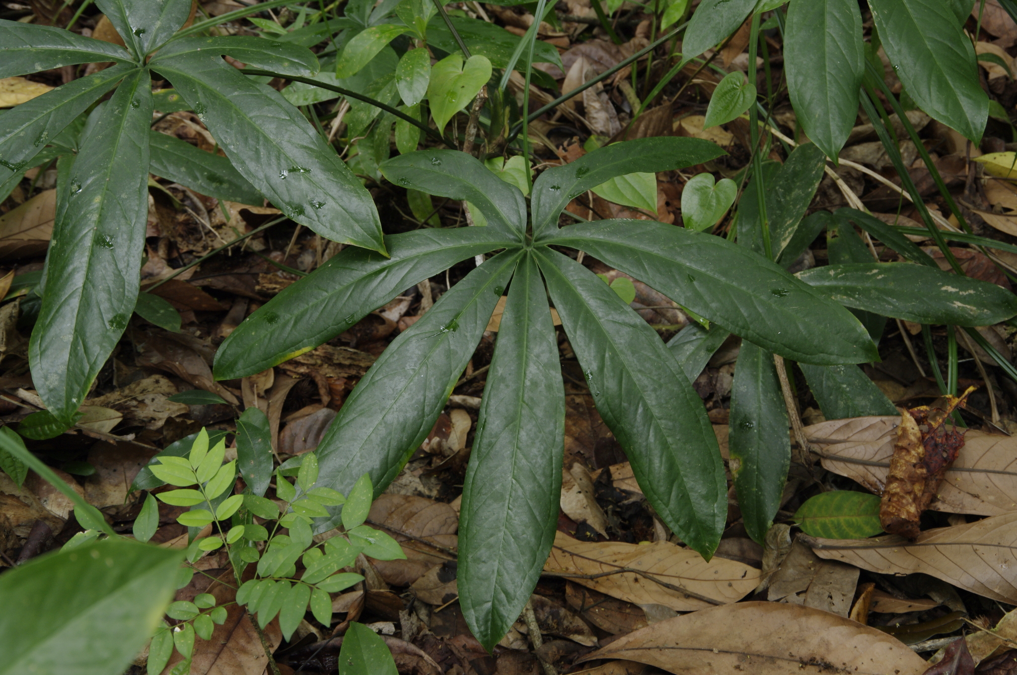 Anthurium palmatum