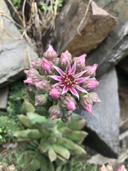 Sempervivum caucasicum