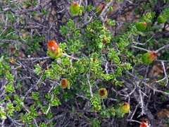 Pteronia adenocarpa