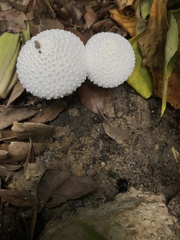 Leucocoprinus cretaceus