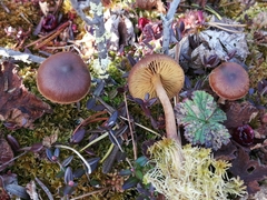Cortinarius tubarius