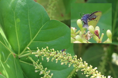 Chlorostrymon maesites