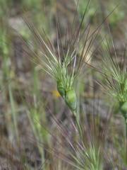 Aegilops neglecta