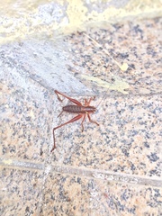 Antaxius spinibrachius