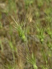 Aegilops neglecta