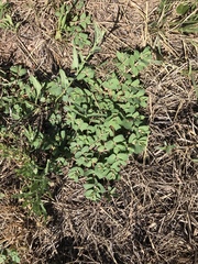 Euphorbia indivisa