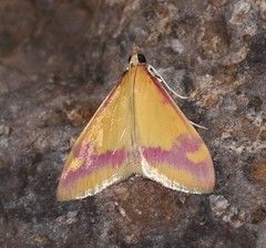 Pyrausta scurralis