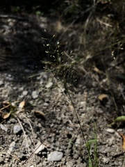 Eragrostis frankii