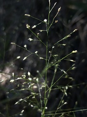 Eragrostis frankii