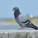 Rock Pigeon - Photo (c) Konstantin Samodurov, some rights reserved (CC BY-NC), uploaded by Konstantin Samodurov