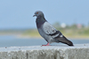 Rock Pigeon - Photo (c) Константин Самодуров, some rights reserved (CC BY-NC), uploaded by Константин Самодуров