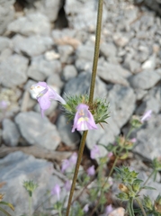 Lamiaceae