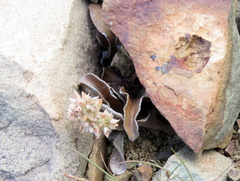 Crassula campestris