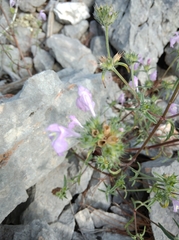 Lamiaceae