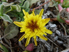 Agoseris apargioides