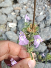Lamiaceae