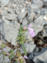 Lamiaceae