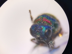 Chrysis bicolor