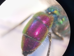 Chrysis bicolor