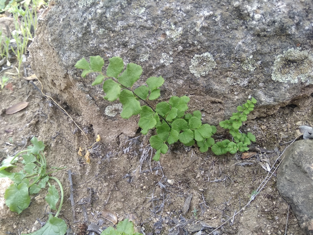 Adiantum rodriguezii