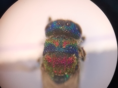 Chrysis bicolor