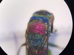 Chrysis bicolor