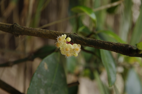 Achacha (Garcinia humilis)