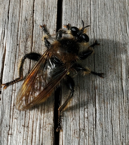 Red-banded Laphria
