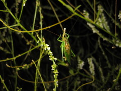 Orchelimum gladiator