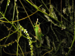 Orchelimum gladiator