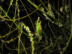 Orchelimum gladiator