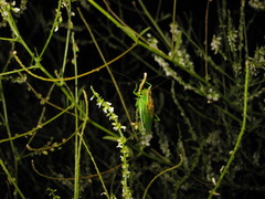 Orchelimum gladiator