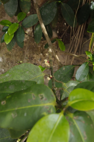 Garcinia humilis, photograph 6