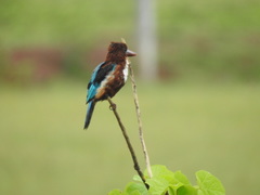 Halcyon smyrnensis