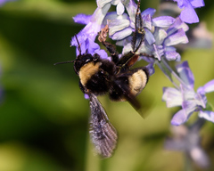 Bombus pensylvanicus