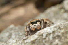 Habronattus oregonensis