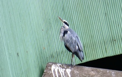 Ardea cinerea cinerea