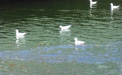 Chroicocephalus ridibundus