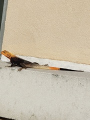 Agama picticauda image